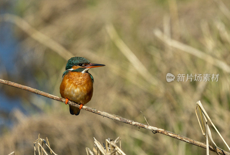 雌性普通翠鸟(Alcedo atthis)